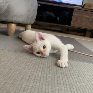 ぐだ〜