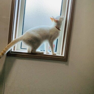 美猫