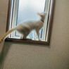 美猫