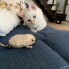 お気に入りのおもちゃ
