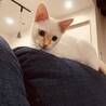 美猫