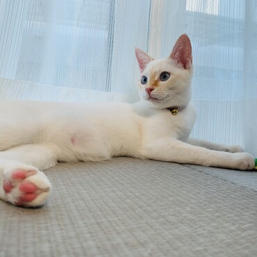 美猫