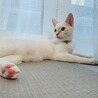 美猫