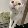 洗濯干しのおじゃま虫