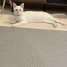 ゴロゴロ
