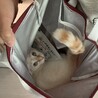 こら〜(笑