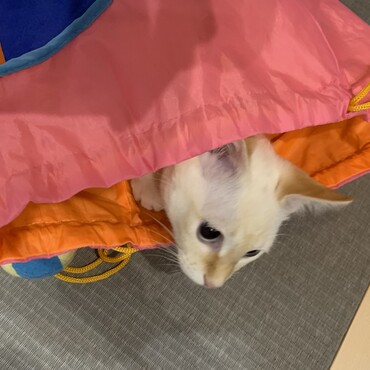 ひょっこり