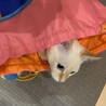 ひょっこり