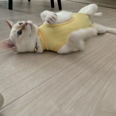 避妊手術頑張りました