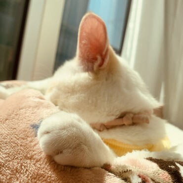 クリームパンみたいな手