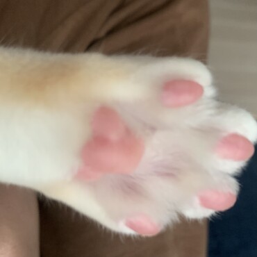 肉球♡