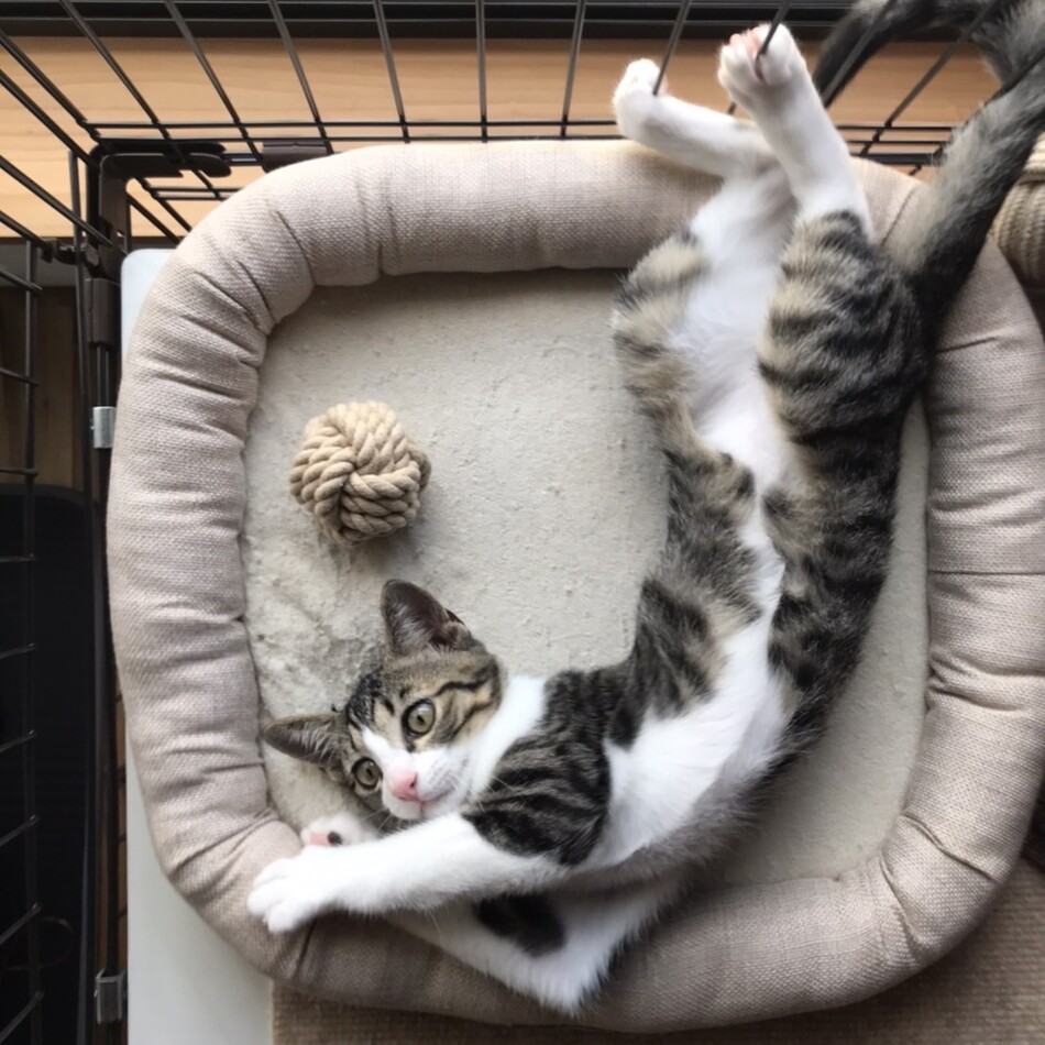 ハラペーニョ(ぺーちゃん)のカバー写真