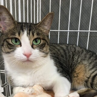 シャイなのに愛らしいキジ白ちゃん♪