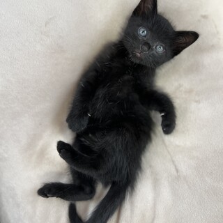 黒猫　子猫（1ヶ月）　兄弟