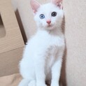 オッドアイが美しい白猫・ハク