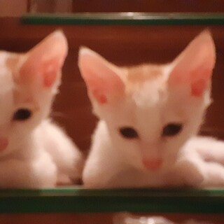 【譲渡会にて決定】オスのきょうだい子猫