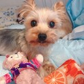 4歳ヨークシャテリア　バリーちゃん