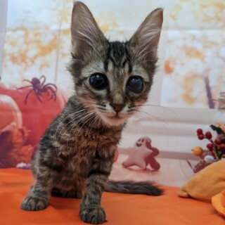 ぱっちりお目目の美人さん【きーちゃん】