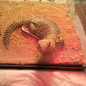 ゲーリートゲアマガ