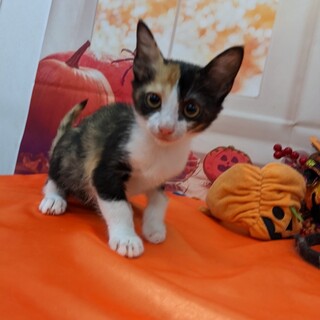 とっても可愛い三毛猫の【みーちゃん】