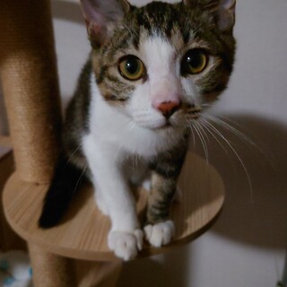 子猫（キジ白マーブル柄)の里親募集します