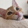 gatto_arancione