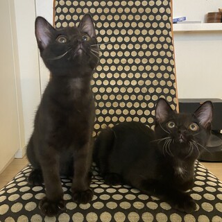 【お見合い随時】もうすぐハロウィン黒猫の季節