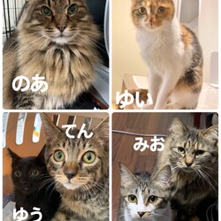 東京・品川区「犬と猫の譲渡会」