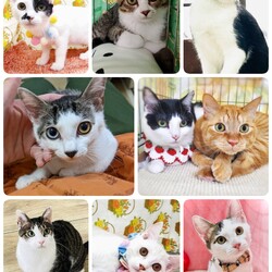 ねこざんまい譲渡会@東日本橋 サムネイル2