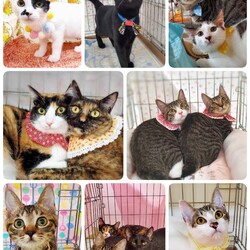 ねこざんまい譲渡会@東日本橋 サムネイル3