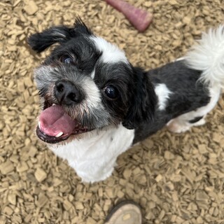 愛嬌たっぷり食いしん坊♡Shalgiel