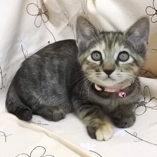 里親さんが決定しました！ありがとうございます！