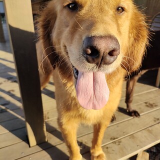 穏やかでとても賢いゴールデンの男の子　金太郎