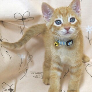 里親さんが決定しました！ありがとうございます！