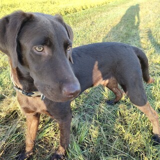 【黒ラブ】生後10か月のラブラドールの男の子　茶々