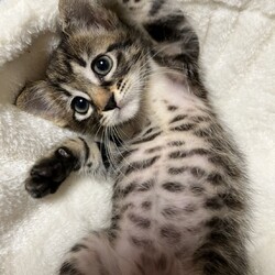 第178回　にゃん☆ぴーす猫譲渡会