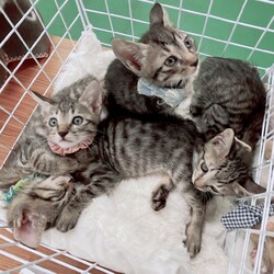 第178回　にゃん☆ぴーす猫譲渡会 サムネイル2