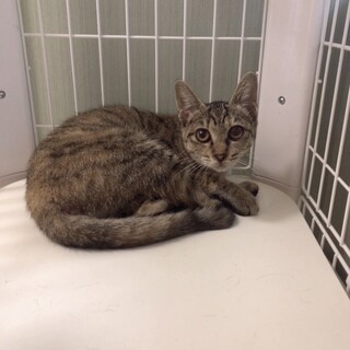 急募‼️避妊手術・ワクチン後にお渡しします❗️