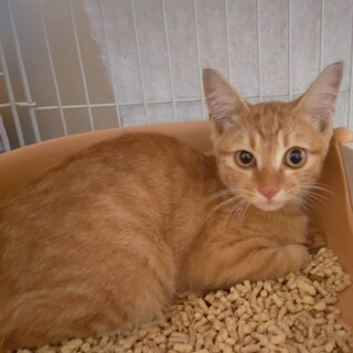 甘えん坊の可愛い男の子【譲渡会参加】