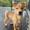 ちょっとおっとり★テオくんの家族を探しています。