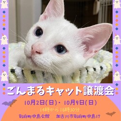 ごんまるキャット猫の譲渡会