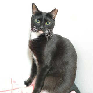 キュートな女王様！顎白姉妹のハチ