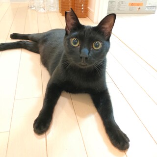 撫でて！遊んで！抱っこして！甘えん坊将軍こんぶ