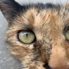 人懐っこいさび猫ちゃんに安心できるおうちを！ サムネイル5
