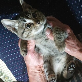 そばにいるよ　膝乗り寄り添い甘えん坊キジトラくん