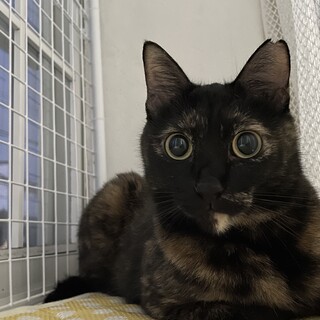 スリゴロが止まらない可愛いサビ猫ちゃん★成猫モア