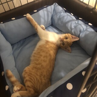 茶トラ女の子（3〜4ヶ月）の里親募集中！