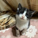 白黒猫ちゃん　ろくちゃん(仮)