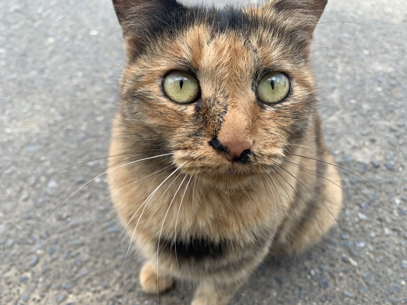 人懐っこいさび猫ちゃんに 岡山県 猫の里親募集 ペットのおうち 月間利用者150万人 人懐っこいさび猫ちゃんに 岡山県 猫の里親募集 ペットのおうち 月間利用者150万人