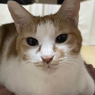 おっとり慎重派の甘えん坊★可愛い茶白の成猫アユラ